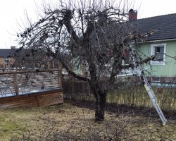 Trädbeskärning av äppelträd i Torshälla